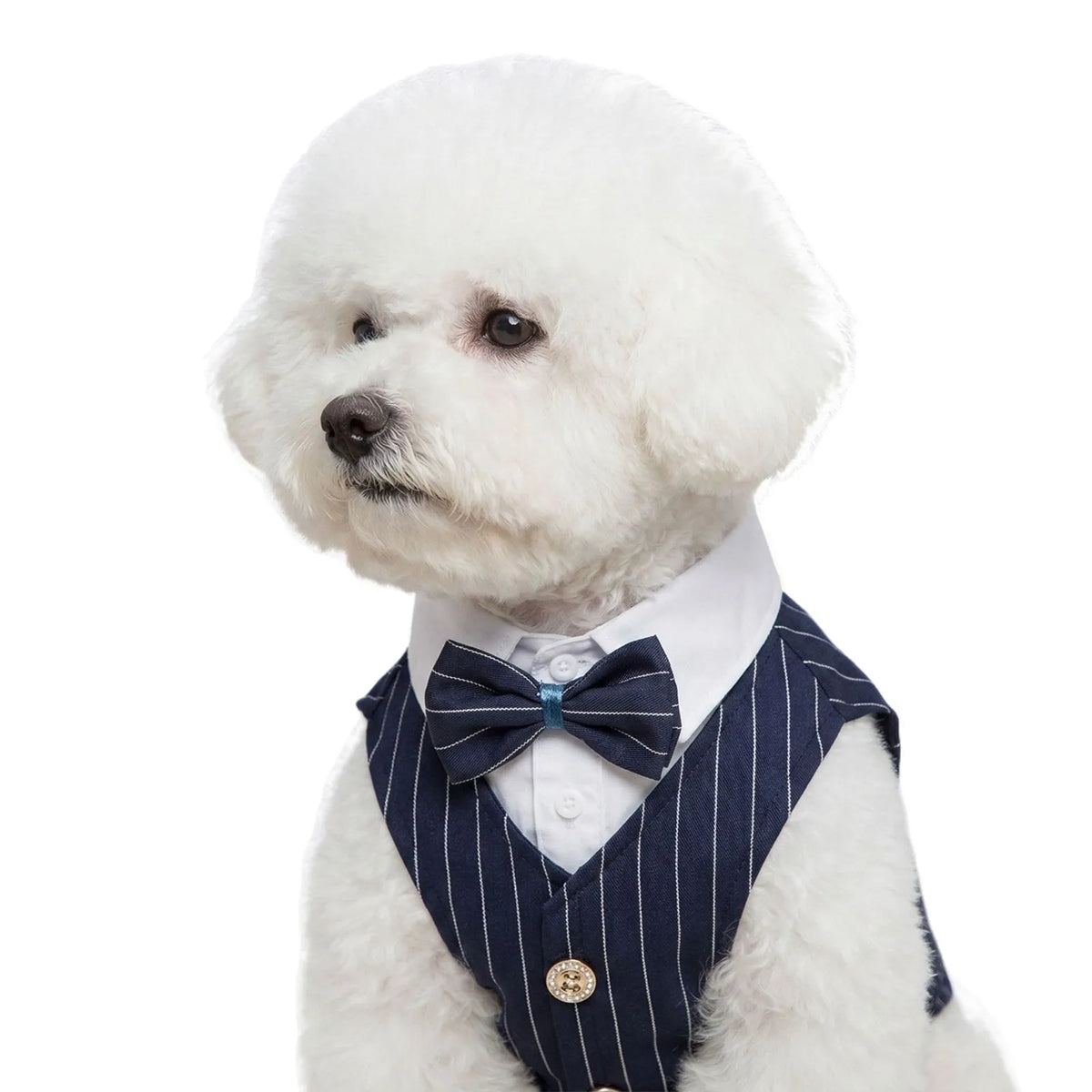 Pinstripe Dog Tuxedo-Style Outfit with Bow Tie
