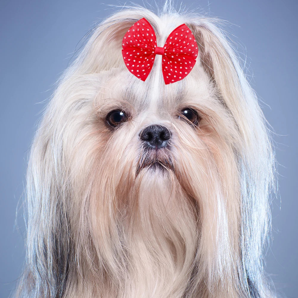 Polka-Dot Lace Dog Hair Bows with Elastic Bands