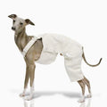 Adjustable Dog Overalls – Blue & White