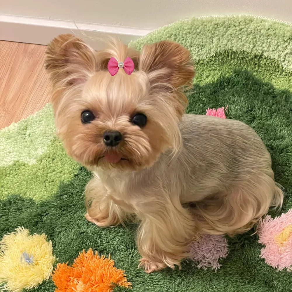 Dog Hair Bows with Elastic Bands – Mixed 10-Pack